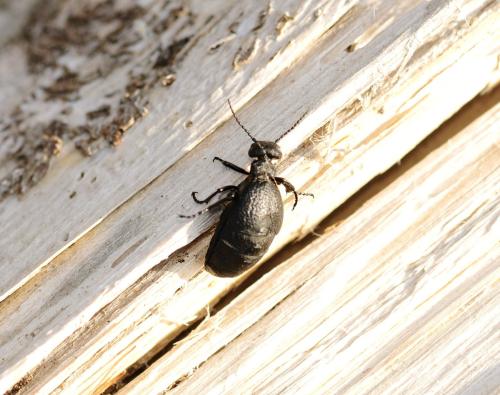 Meloe rugosus